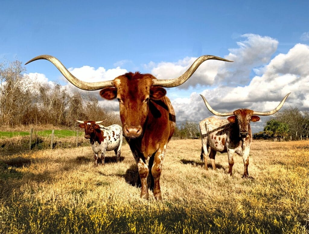 Three Texas Longhorns in a grassy field.